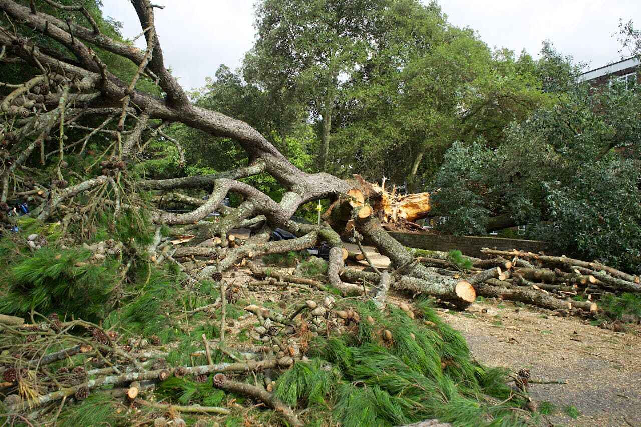 Tree Branch Trimming in Wellington, TX